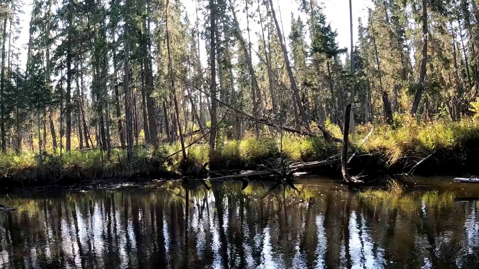 Осенний хариус.