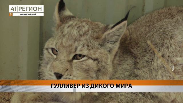 ОГРОМНЫЙ ЧЕРЕП РЫСИ НАШЛИ УЧЁНЫЕ ИЗ КРОНОЦКОГО ЗАПОВЕДНИКА • НОВОСТИ КАМЧАТКИ