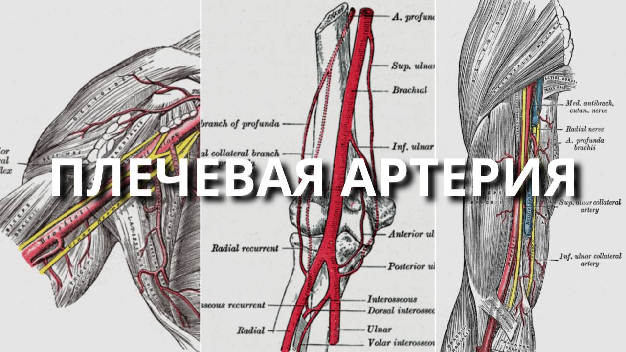ПЛЕЧЕВАЯ АРТЕРИЯ - анатомия, топография, ветви