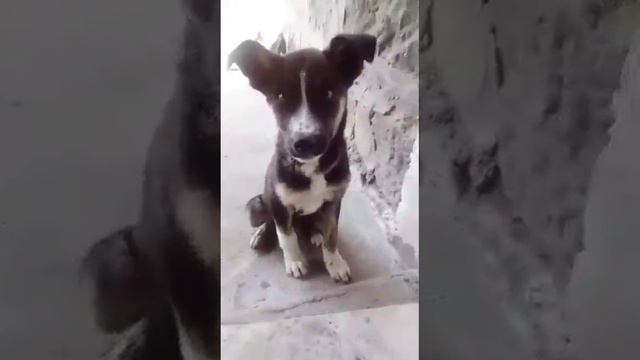 пов:моя собака когда увидела меня !
(спойлер:она кусается🐶
)