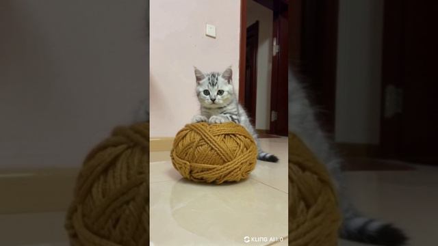 Милый маленький котенок