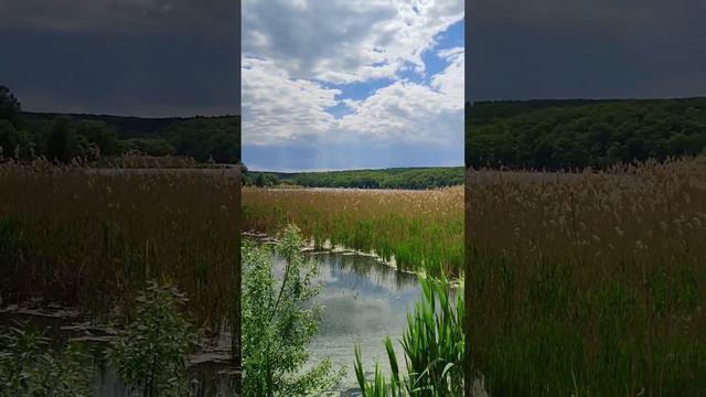 Звуки живой природы, Белгородская область. The nature of the Belgorod region. #белгород #belgorod