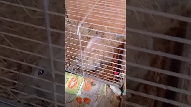 зайка тоша мой котик Сабрин