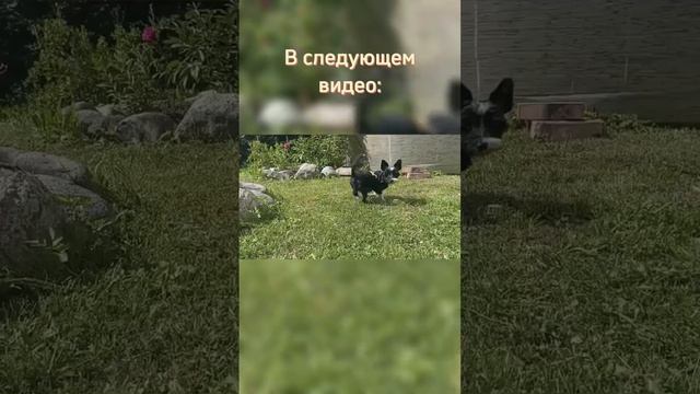 В следующем видео | #спойлер #видео