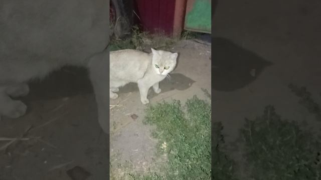 Котэ!🙂 Причём симпатичное!🙂