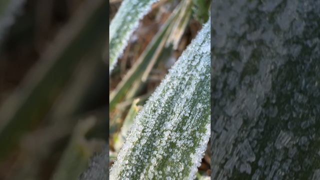 Первые заморозки❄️