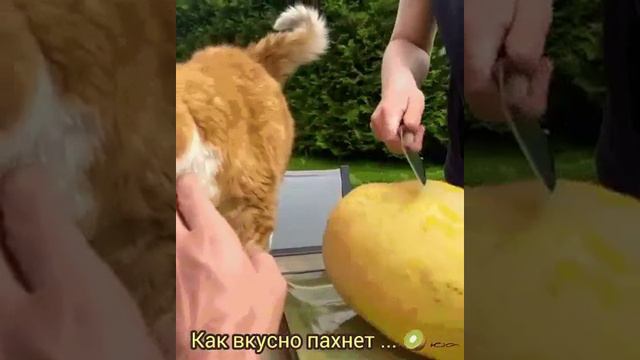 ЛЮБИТЕЛЬ ДЫНЬКИ 😺