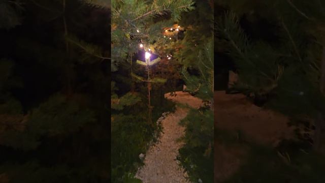 Наш семейный отдых. База отдыха "Сосновые лапки".