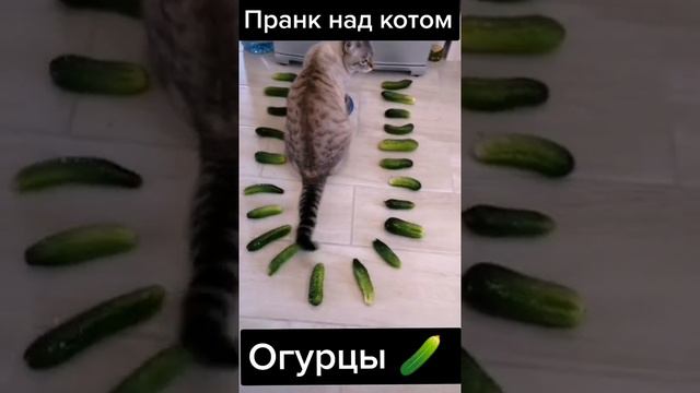 Кот vs Огурцы 🥒🐱🥒 #Shorts