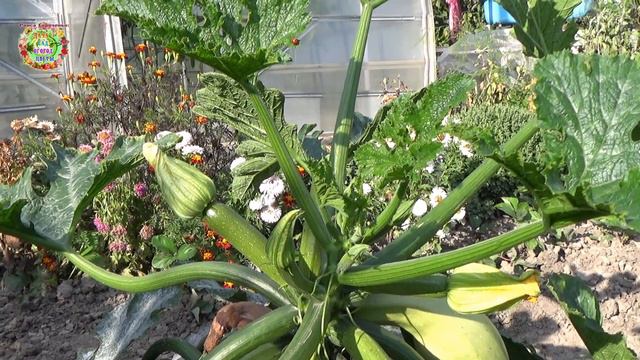 Кабачки в сентябре. Чем их подкормить для урожая?Zucchini in September.How to feed them for harvest?