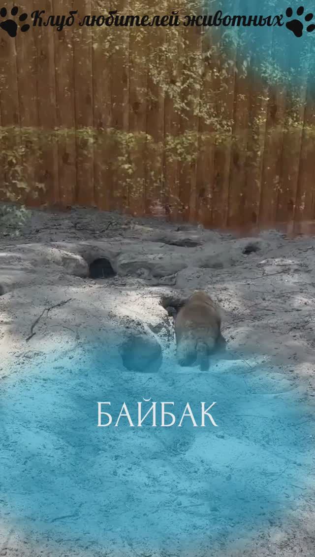 Байбак