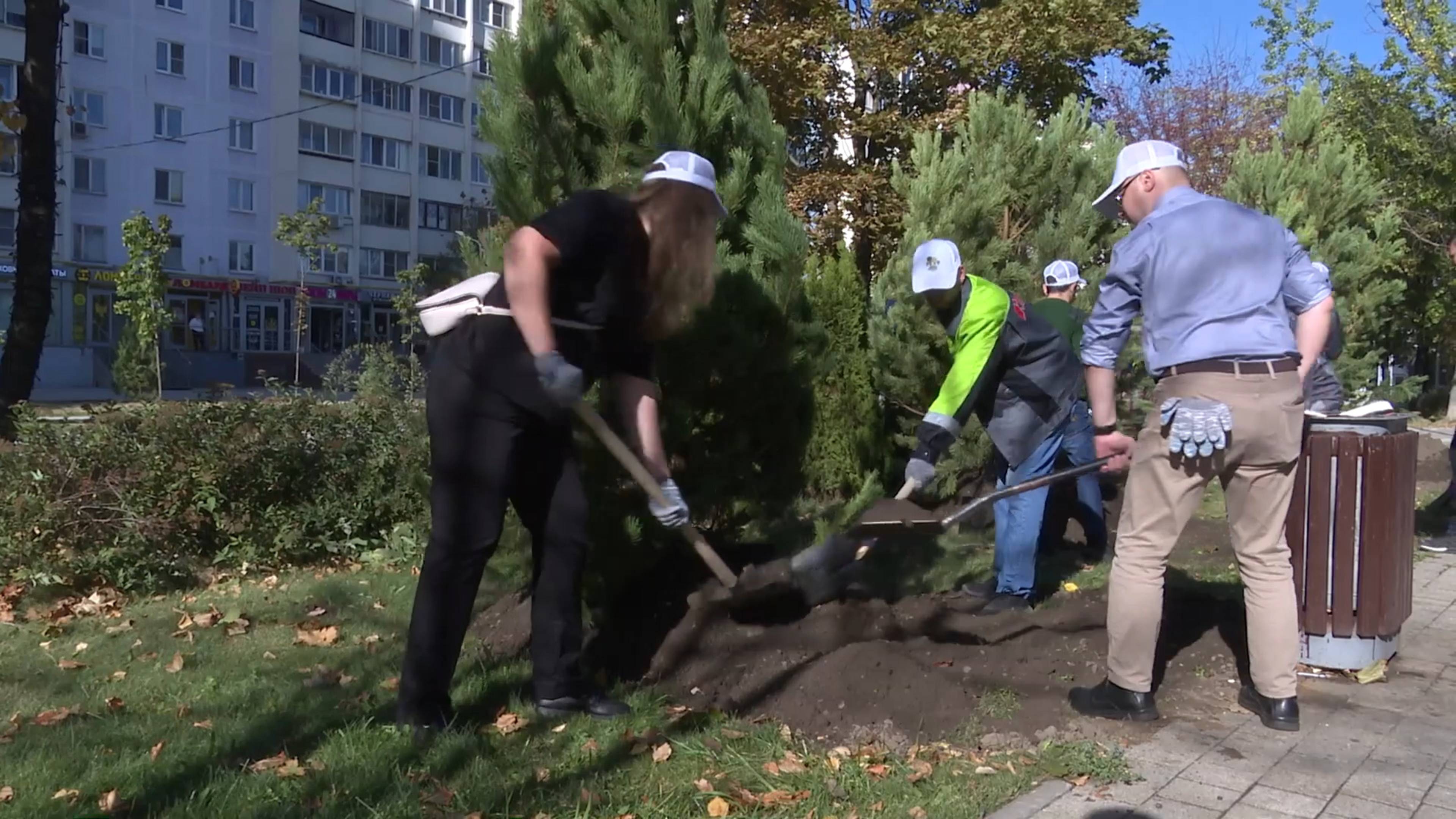 Реутовчане высадили 20 сосен в Александровском сквере 23.09.2024