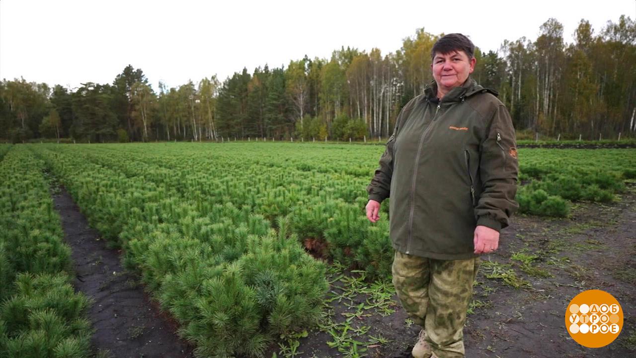 Пусть леса растут! Доброе утро. Фрагмент выпуска от 23.09.2024