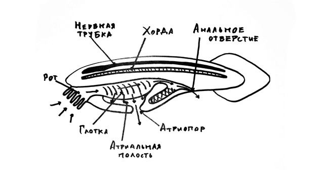 Низшие хордовые. Объяснение. Марьинский.