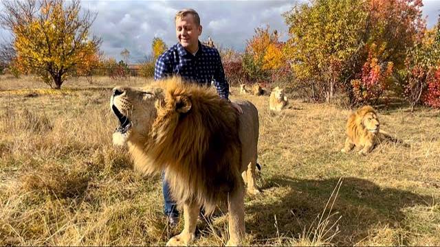 ВЫ ДОЛЖНЫ ЭТО УВИДЕТЬ! Человек-лев идёт к своим львам! Они не виделись  90 ДНЕЙ!