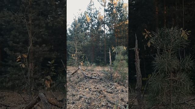 как выжить в лесу.
урок 1