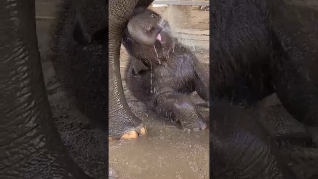 Маленький слоник обожает водные процедуры.