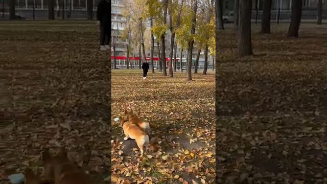 Мальчишки желают отличных выходных всем. В главных ролях Пушкин и Компот