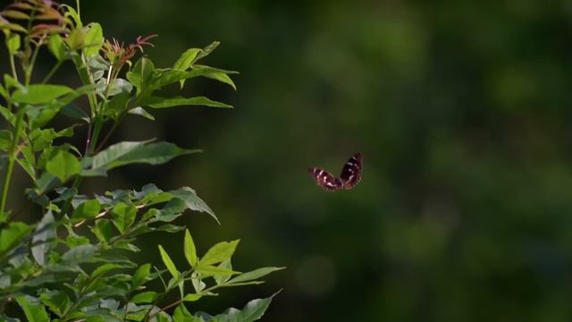 The Secret And Fascinating Life Of A Butterfly | Real Wild