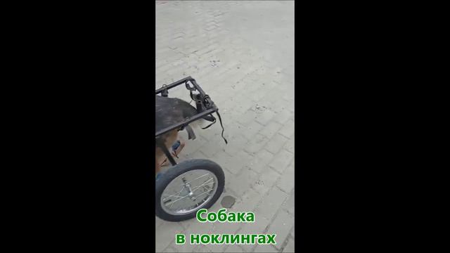 Реабилитация собаки с помощью коляски-тренажера Animal Mobile и поддержки стопы (ноклингов)