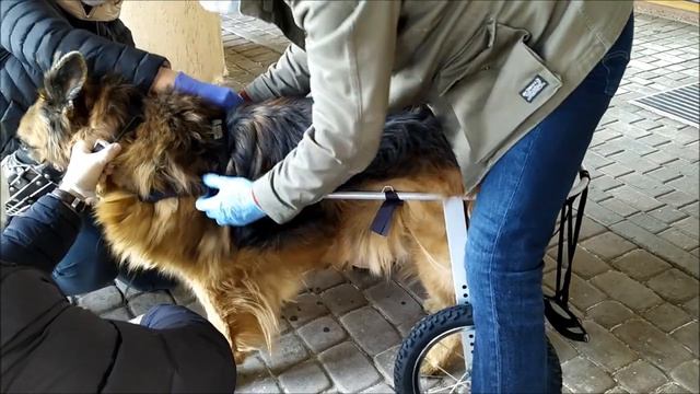 Коляска Animal Mobile для возрастной собаки (1)