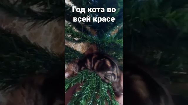 "Норвежский лесной" кот Тигран уничтожает Новогоднюю ель