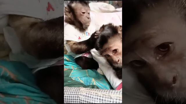 Ульяна и Милана, домашние капуцины #обезьяна #животные #babymonkey #animals #monkey #pets #zoo #cute