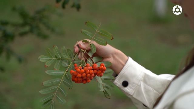 Полезные советы. 23.09.2024 г. Рябина.