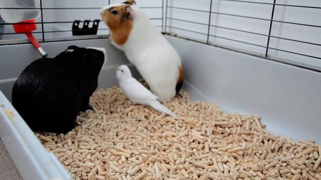 Как попугай воспитывает морских свинок. How parrot educates guinea pigs.