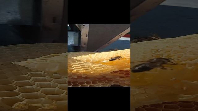 медовое лакомстао