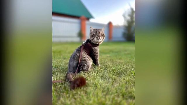 Борислав ищет дом🐱