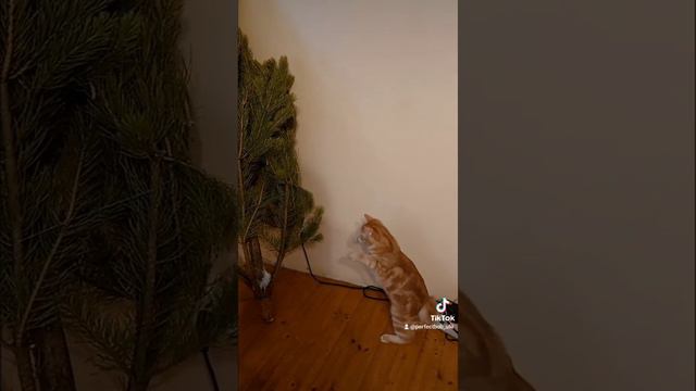 Курильский бобтейл играет