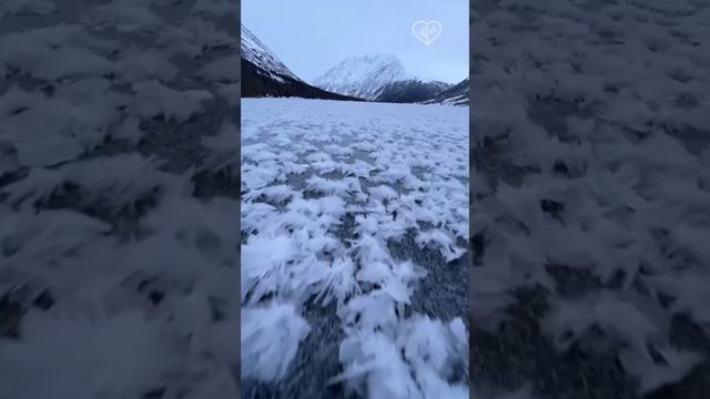 Эфемерная красота ледяных цветов ❄