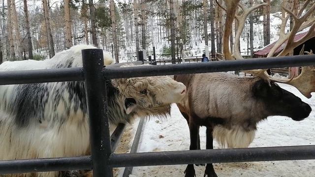 Свен и его друг, 😇.