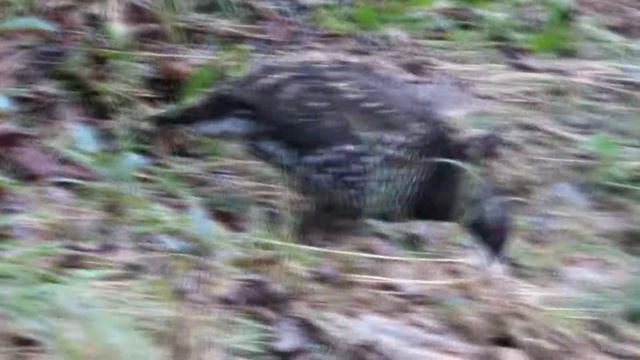 Встреча с дикушей. Siberian Spruce Grouse in the Far East of Russia.