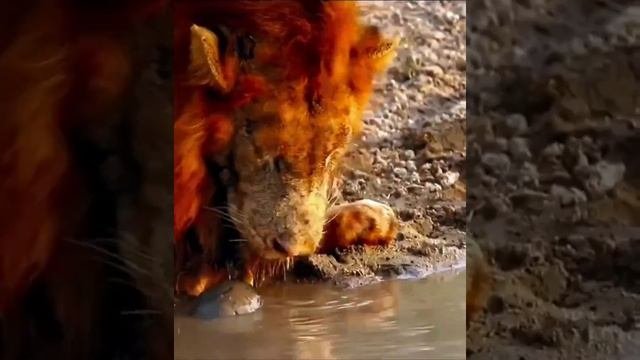 Лев на водопое