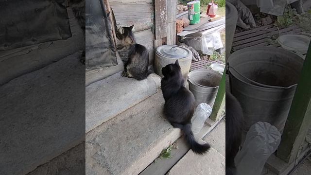 Кошки в ожидании чуда