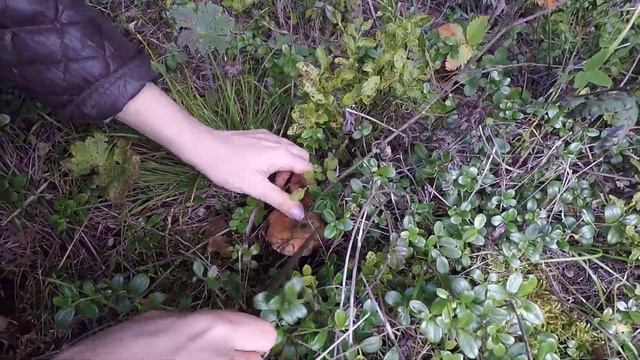 Короткий поход в лес за грибами на Среднем Урале. Рыжики, маслята, шампиньоны.