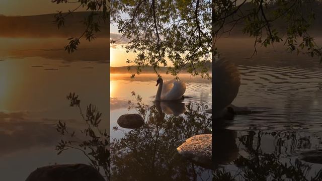 🌍 Лебедь плавает по Минскому морю, Беларусь