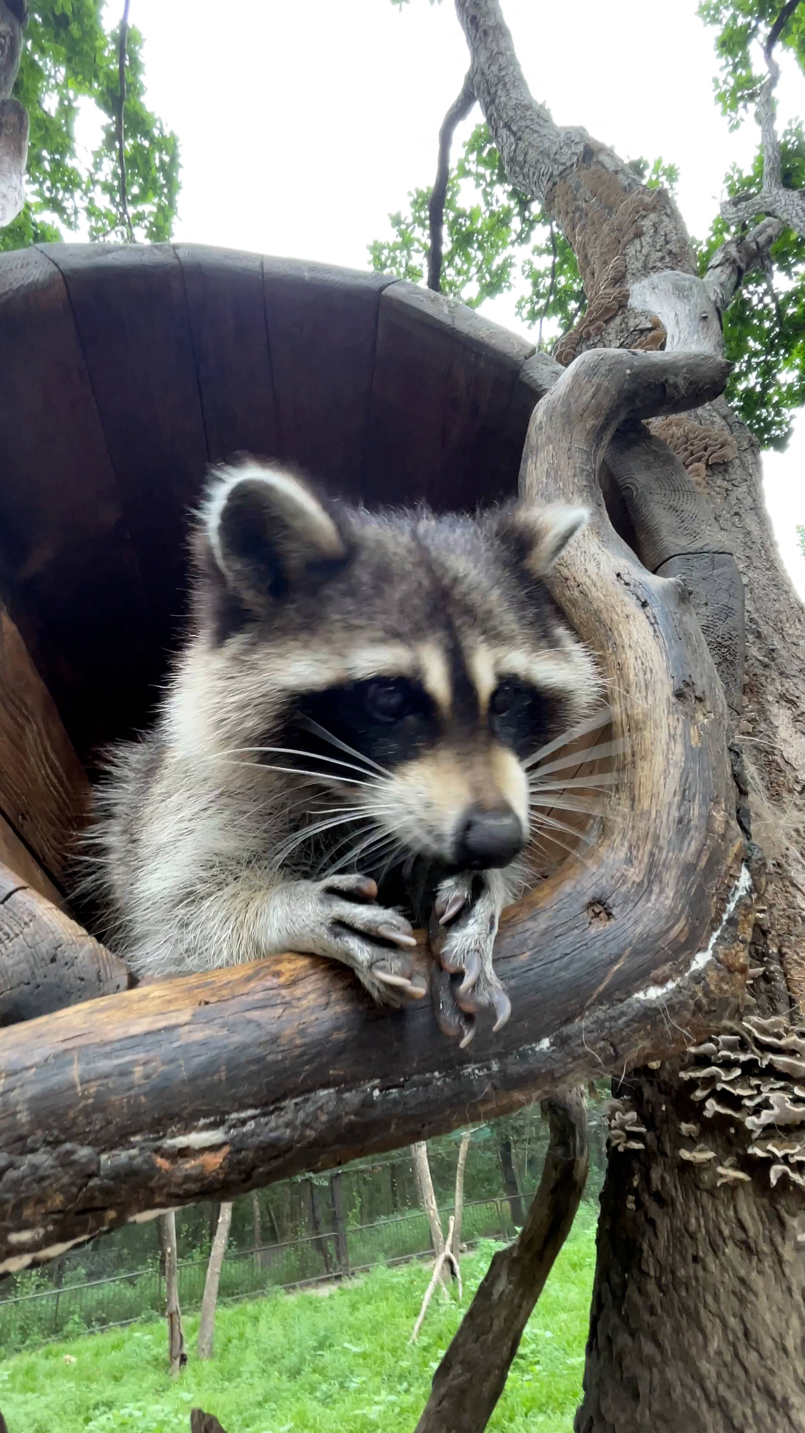 Кормление енота Соню #shorts #short #shortvideo #shortsvideo #animals #animalshorts #raccoon #енот