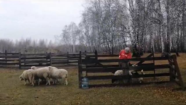 Пастьба. Мы с Акулой проходим препятствие мост по правилам второго класса