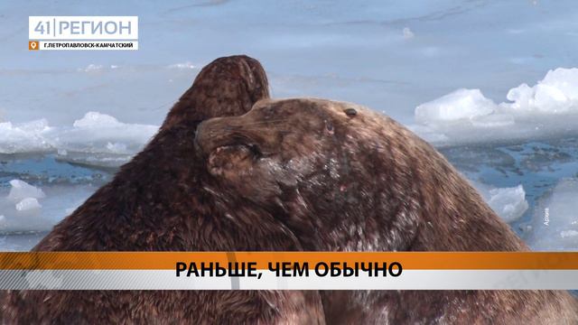 ПЕРВЫХ СИВУЧЕЙ НАЧАЛИ ЗАМЕЧАТЬ НА ЛЕЖБИЩЕ В СТОЛИЦЕ КАМЧАТКИ • НОВОСТИ КАМЧАТКИ