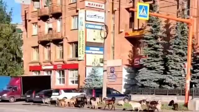 🐐 Натуральные козлы выбежали на дорогу в Стерлитамаке