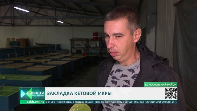 Закладка кетовой икры на лососевом рыбоводном заводе