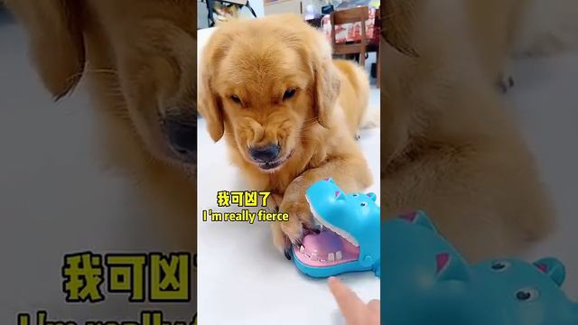 木星：你看我凶吗😂Do you think I'm fierce_ #goldenretriever #pets #funny