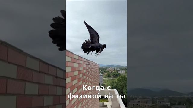 ворон