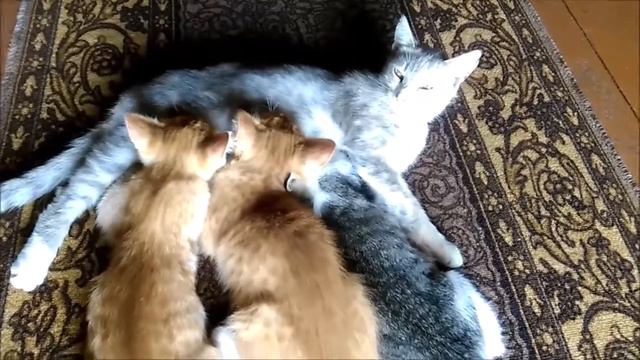 Взрослые котята сосут кошку. Кошка и котята