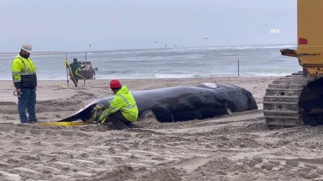 Beached Whale in Far Rockaway- QUEENS