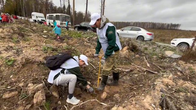 Посадка леса Берендеем в Билимбаевском лесничестве