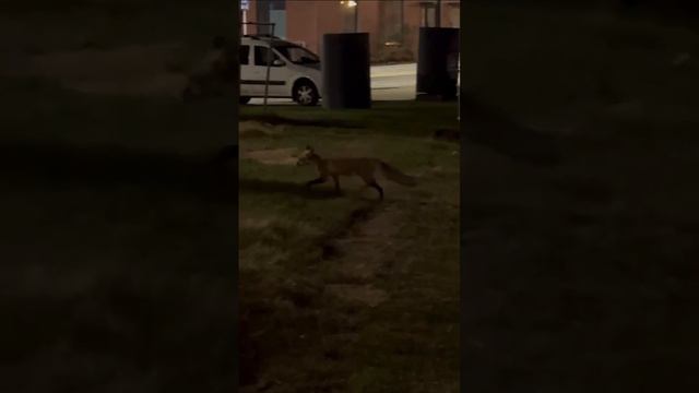 🦊На Большой Очаковской заметили красивую лисичку🦊